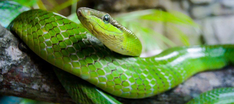 Rough Green Snake Care Sheet: Food, Habitat & Health