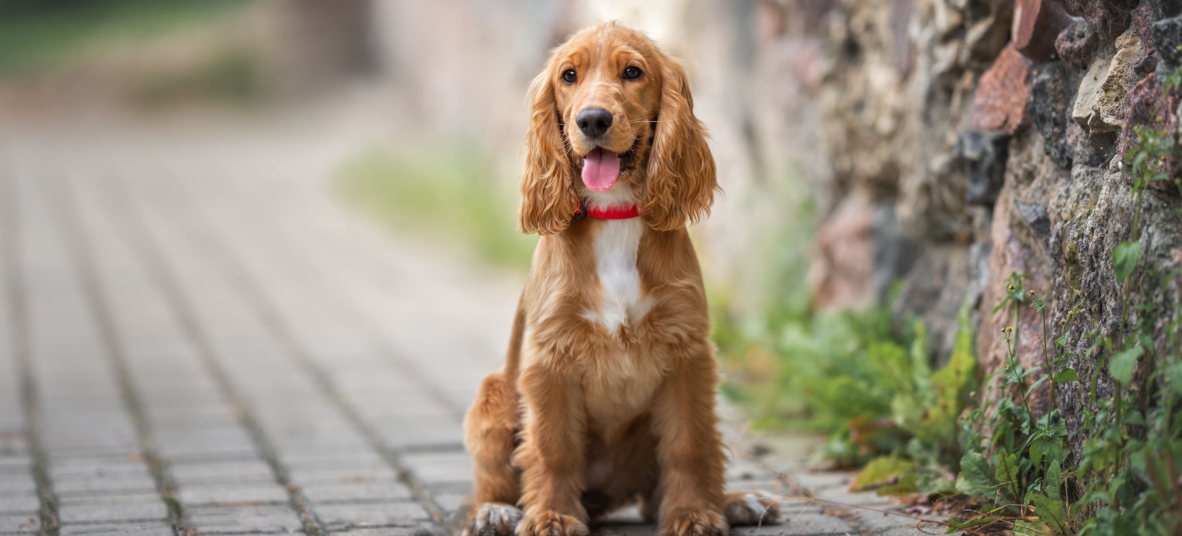 Blog Article Featured Image